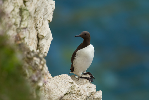 A Common Guillemot (Cepphus grylle) standing on a rock ledge on chalk cliffs agianst a blurred background of the sea at Flamborough Headland, East Yorkshire, UK