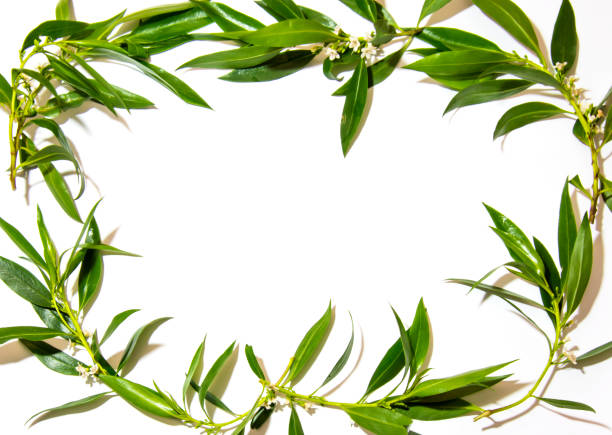istock Wild flowers and wild leaves on white background 679521282