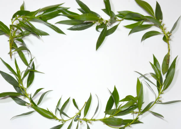istock Wild flowers and wild leaves on white background 679521346