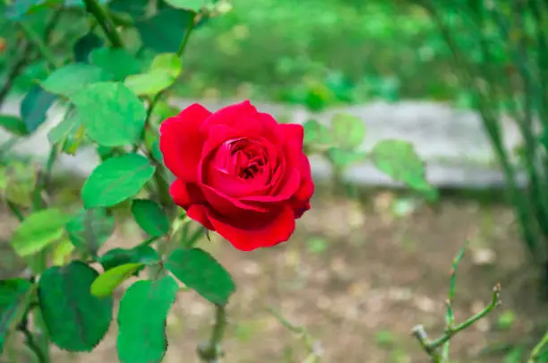 Photo of blooming red rose with green natural background