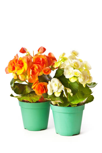 Orange flowers in vase isolated over white