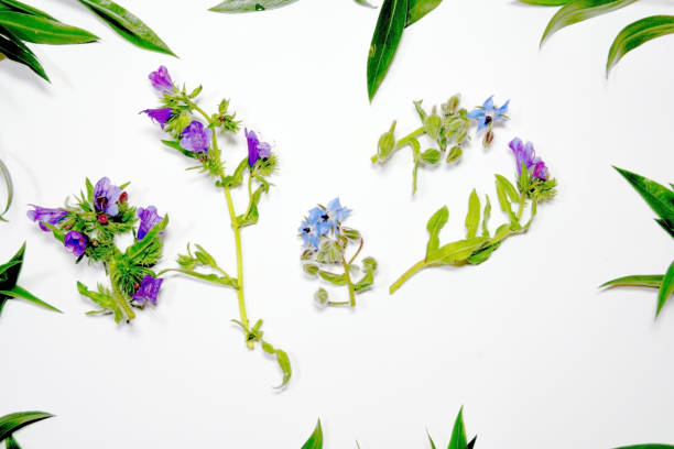 istock Wild flowers and wild leaves on white background 679524152