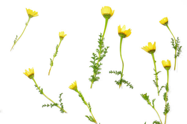 istock Wild flowers and wild leaves on white background 679524398