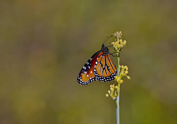 istock Migrating queen butterfly in Arizona 679524440