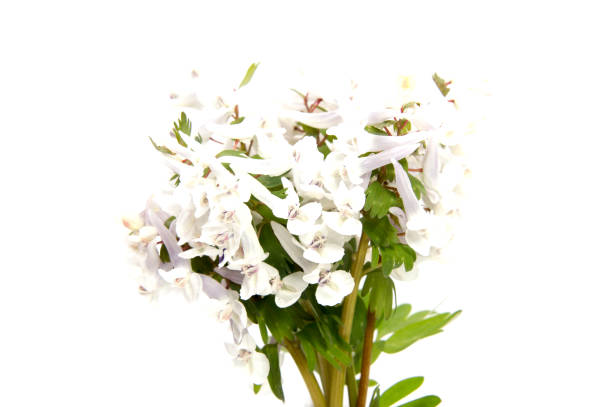 istock Early spring flowers isolated on white background. 679524888