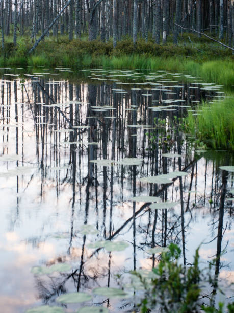 istock reflections in the lake water at sunrise 679525230