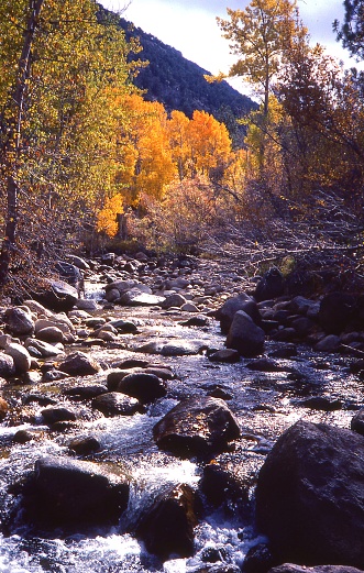 Fall colors along Bishop Creek in the Sierra Nevada Mountains near Bishop California