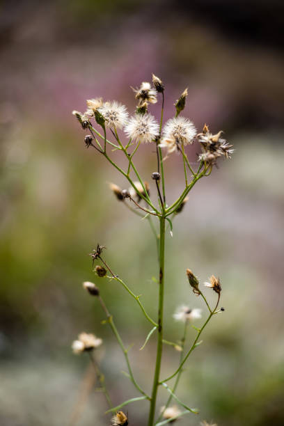 istock forest flowers and blossoms in spring 679528692