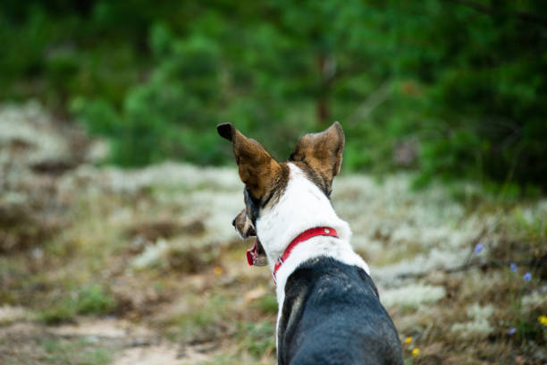 istock happy dog is looking for direction in forest 679528728