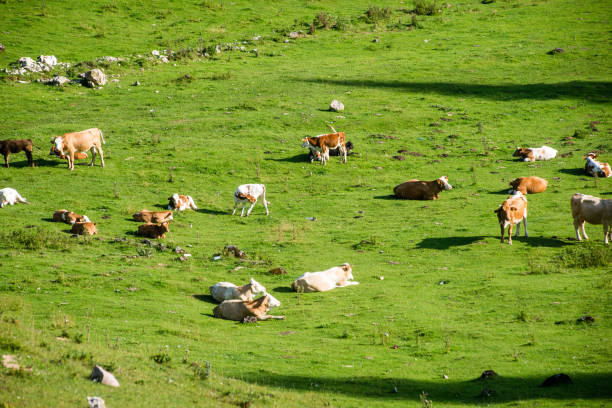 A group of cows are lying down resting on a hillside by the Cliffs of Moher in County Clare, Ireland.  The cow in the middle is chewing her cud and almost looks like she's talking.
