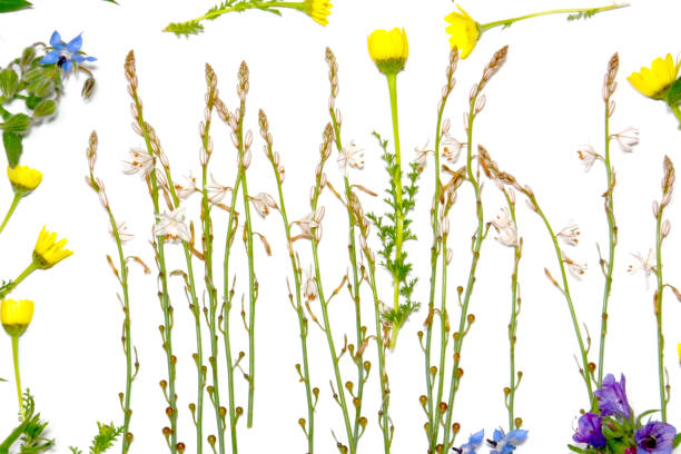 istock Wild flowers and wild leaves on white background 679528964