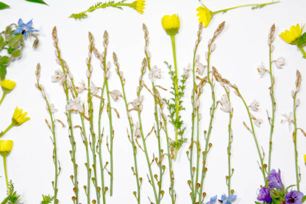 istock Wild flowers and wild leaves on white background 679531028
