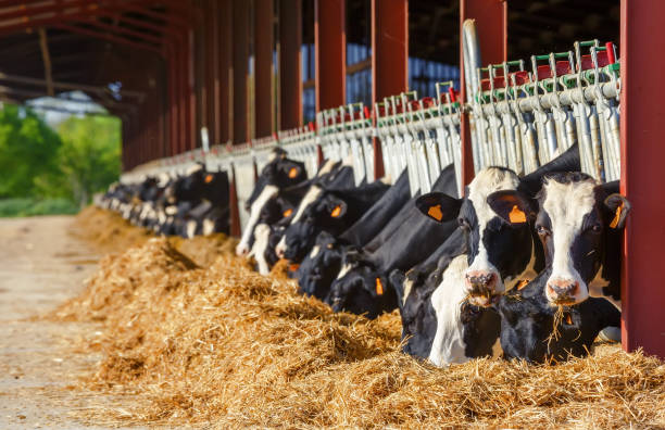 lot de vache holstein manger dans une ferme de production de lait - cattle shed cow animal photos et images de collection