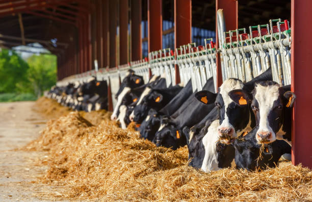 牛乳生産農場で食べるホルスタイン種雌牛の多く - 干し草 ストックフォトと画像