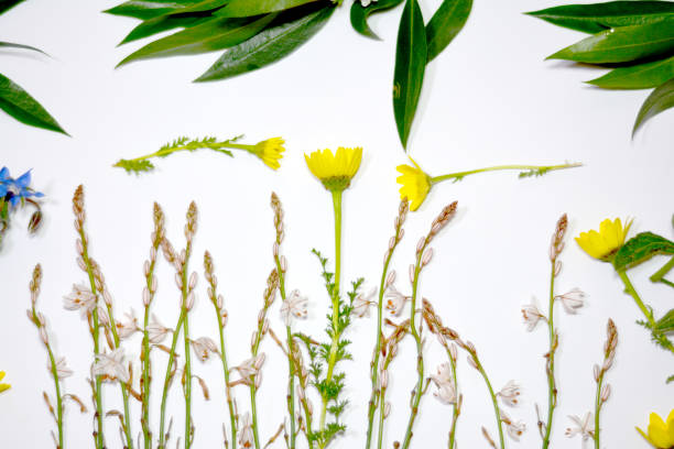 istock Wild flowers and wild leaves on white background 679531254