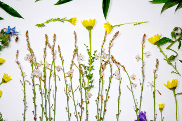istock Wild flowers and wild leaves on white background 679531310
