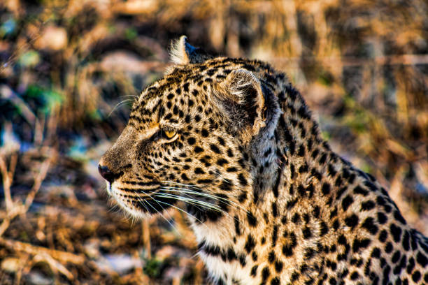 Leopard, Panthera pardus, Kruger National Park, Mpumalanga, South Africa, Africa