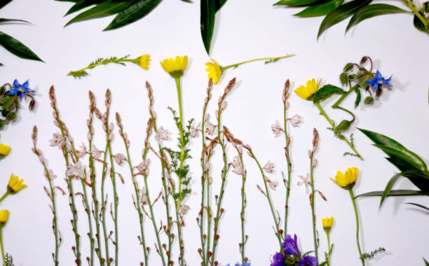 istock Wild flowers and wild leaves on white background 679531684