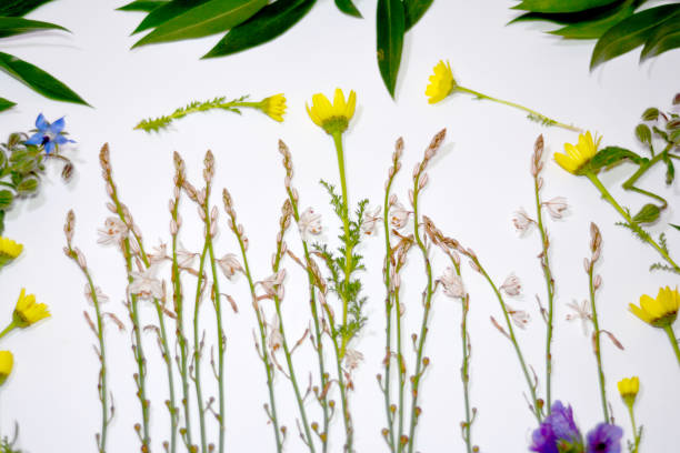 istock Wild flowers and wild leaves on white background 679531726
