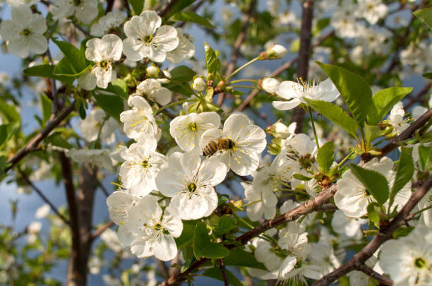 istock Blooming branch of sour cherry tree in spring. 679531914