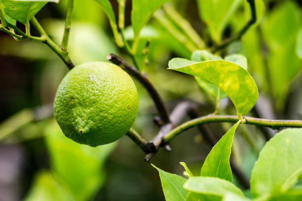 istock Autumn citrus trees with naked branches 679532220