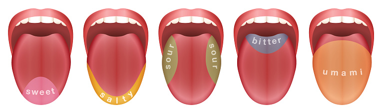 Tongue with five taste buds areas - sweet, salty, sour, bitter and umami. Isolated vector illustration on white background.