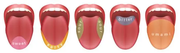Vector illustration of Tongue with five taste buds areas - sweet, salty, sour, bitter and umami. Isolated vector illustration on white background.