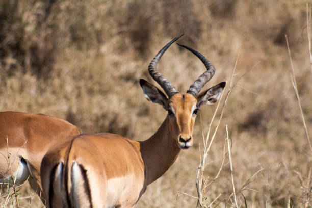 istock Impala, Kruger Park, South Africa 679532506