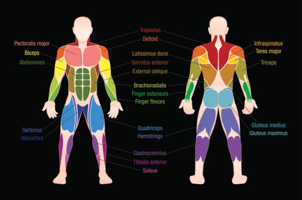 wykres mięśni z najważniejszych mięśni ludzkiego ciała - kolorowy widok przednie i tylnej - oznaczone izolowane ilustracji wektorowej na czarnym tle. - human muscle the human body anatomy body stock illustrations