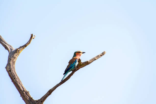istock Coloured tiny bird, Kruger Park, South Africa 679532652