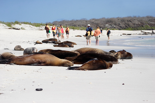 Galapagos Sea Lion sleeping on the beach, Gardner Bay, Espanola, Galapagos Islands