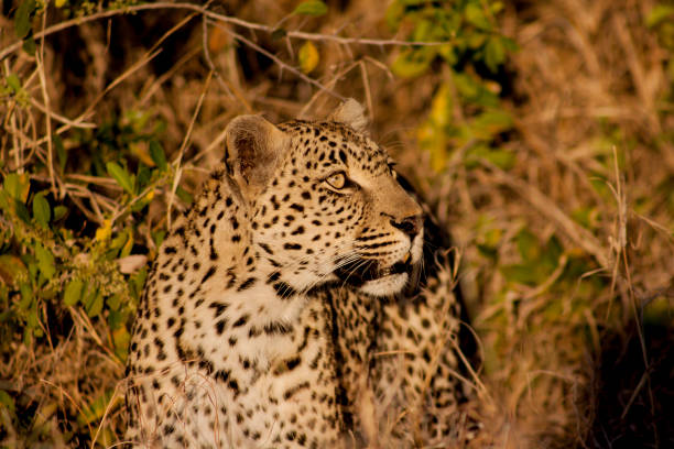 istock Leopard, Sabi Sands, South Africa 679535814