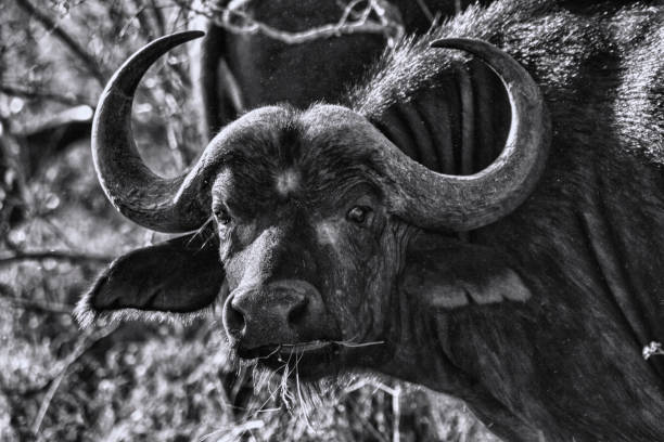 istock Buffalo, Kruger Park, South Africa 679536116