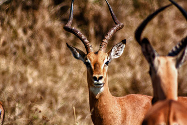 istock Impalas , Kruger Park, South Africa 679536220