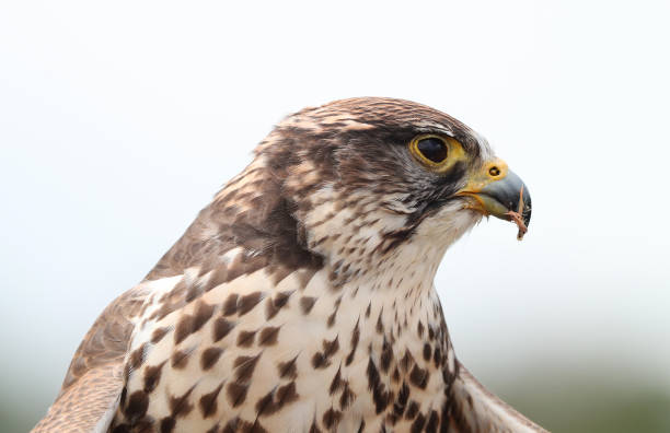 Portrait of a Saker Falcon Close up of a Saker Falcon eating saker stock pictures, royalty-free photos & images