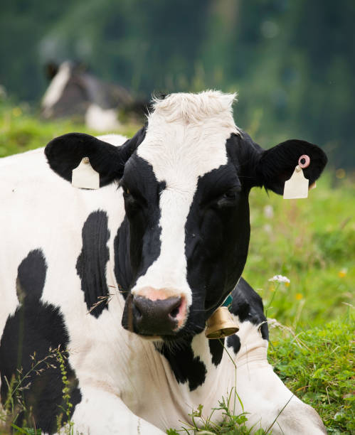 istock Head of black and white cow 679536366