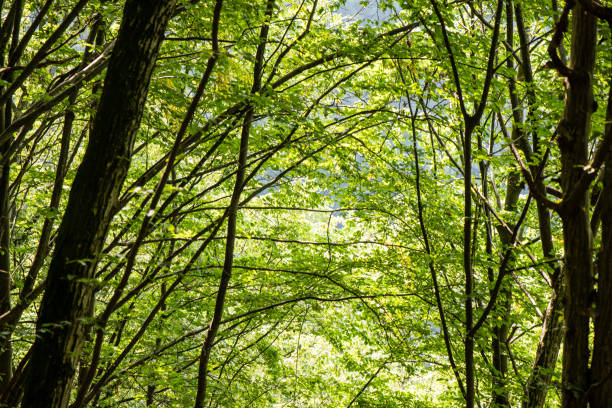 istock Misty morning in the woods. forest with tree trunks 679537554
