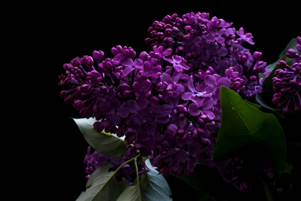 istock Lilac isolated on a black background 679543766