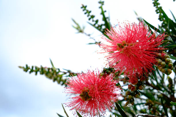 istock Plant with red threads and rain droplets 679544100