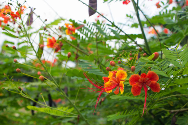 flor tropical-asiática vermelha caesalpinia pulcherrima - mexican flame leaf - fotografias e filmes do acervo