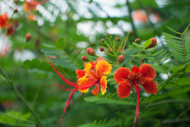 flor tropical vermelha caesalpinia pulcherrima - mexican flame leaf - fotografias e filmes do acervo