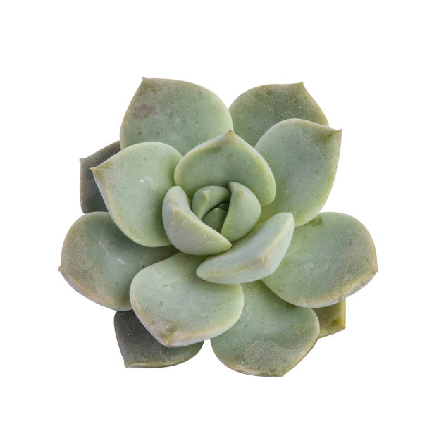istock Miniature succulent plants isolated 679549540