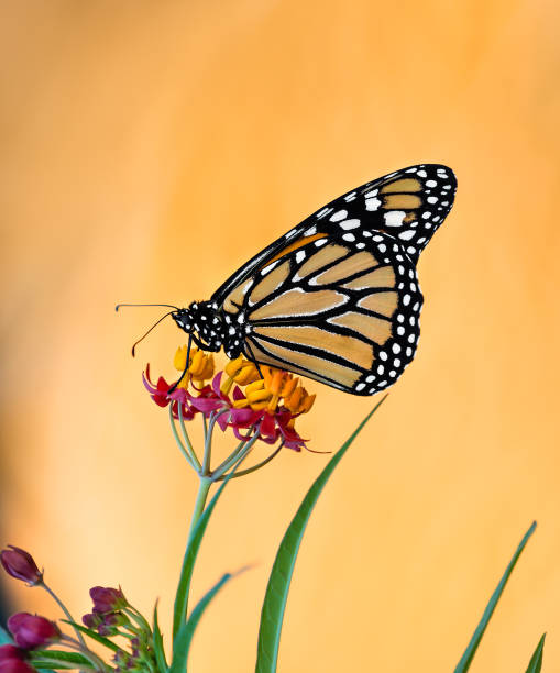 Newly emerged Monarch butterfly (Danaus plexippus) on tropical milkweed flowers