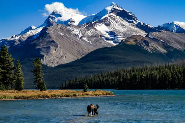 Maligne Lake in Jasper National Park is an idyllic location that begs for the right subject matter.  This moose swam across the lake in search of female company, stopping for a bite to eat before wandering into the woods she entered ten minutes earlier.