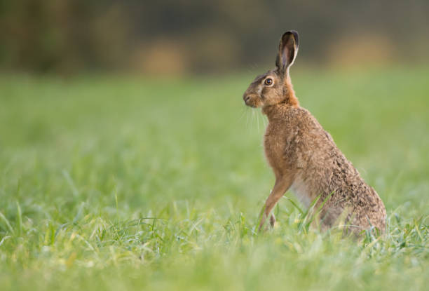 istock European Brown Hare 679552958