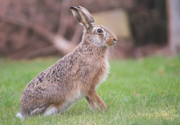 istock European Brown Hare 679553178