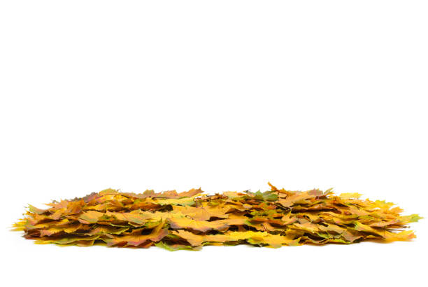 istock autumn maple leaves isolated on a white 679553884