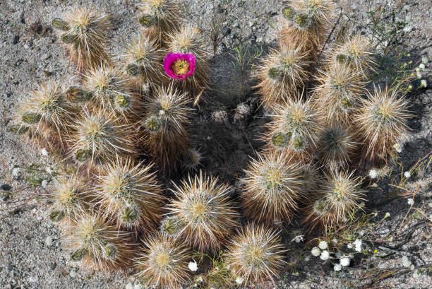 anza-borrego im frühjahr mit einer einzigen blüte auf einem igel-kaktus - single flower flower cactus hedgehog cactus stock-fotos und bilder