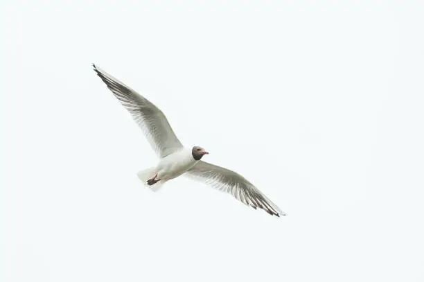 A Black-headed Gull (Chroicocephalus ridibundus) flying in an overcasted sky