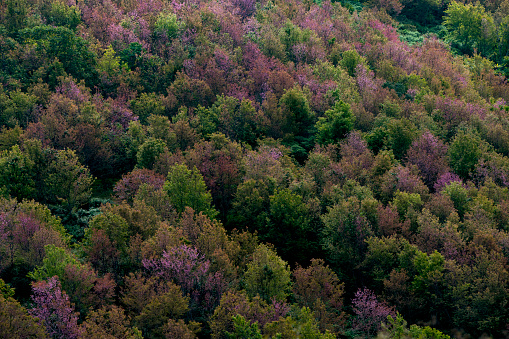 A colorful deciduous forest in autumn with multicolored pink orange and green foliage on the cherry blossom trees in a scenic view of the changing seasons